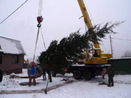 Технология посадки крупномерного дерева